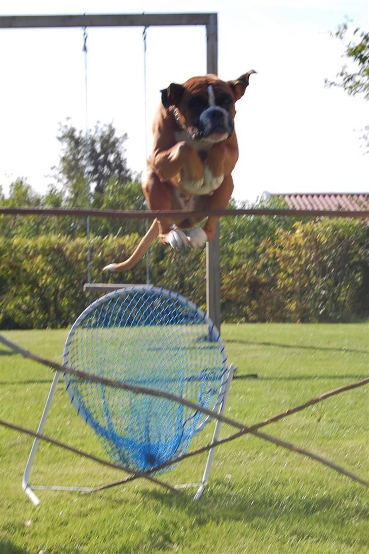 Boxer Nala - 15. Super springeren, det er mig (95cm) ^^ billede 15
