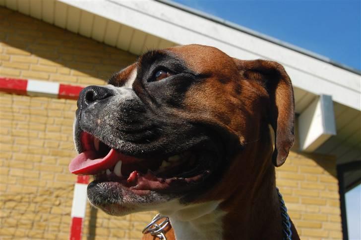 Boxer Nala - 16. Puuuuuh, det var lidt hårdt (; billede 16