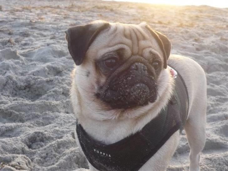 Mops Samson billede 3