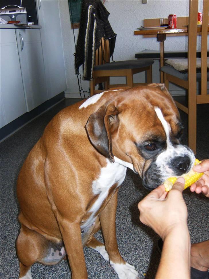 Boxer Nala - 17. jeg elsker majs ^^ billede 17