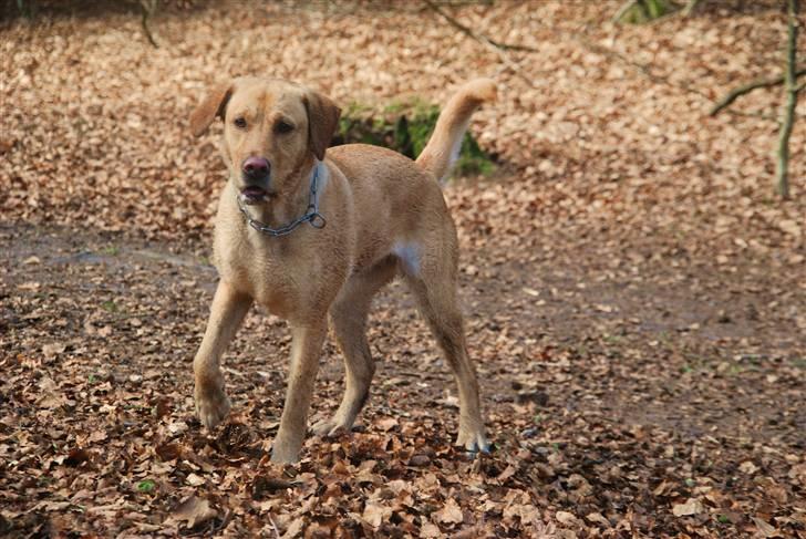 Blanding af racer Molly - Molly i hundeskoven 24/4-10 billede 1