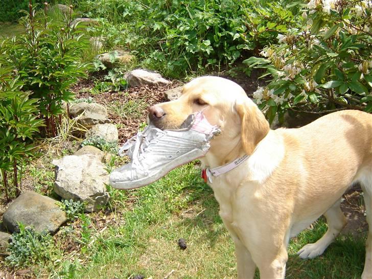 Blanding af racer Molly - Dette billede er også helt klart én af mine mange favoritter. Det va min gamle sko. Den er så skæg atkyle rundt med :) billede 2