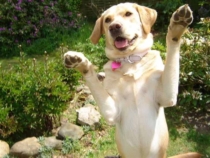 Blanding af racer Molly - Wee ;D billede 3