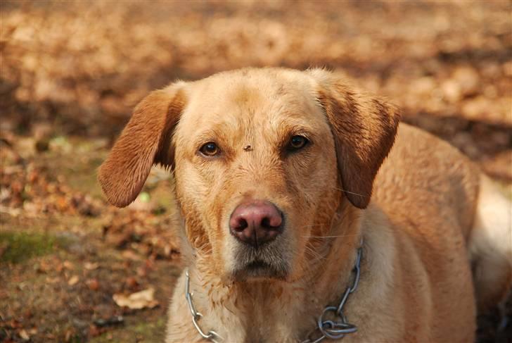 Blanding af racer Molly - Molly i hundeskoven 24/4-10 (Bemærk billen, haha) billede 4