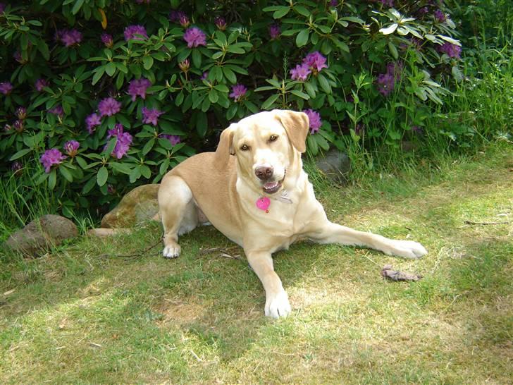 Blanding af racer Molly - Molle foran min mors Rhododendronbusk. Farverne matcher, ikke? ;) billede 5