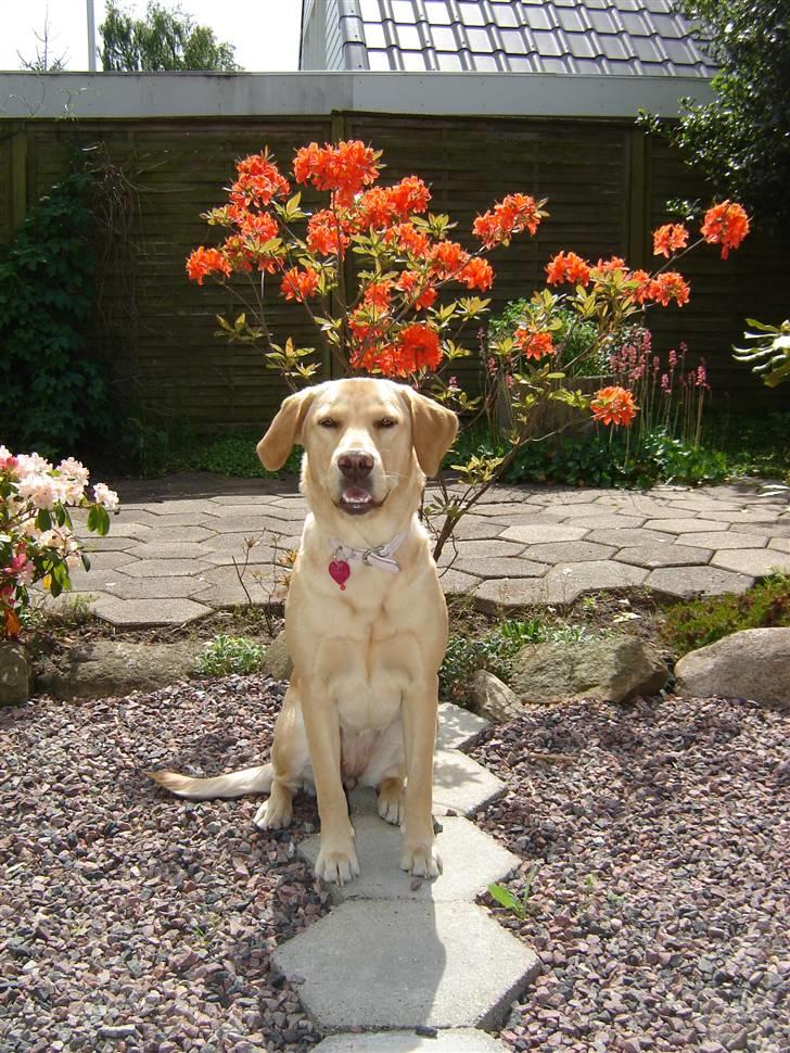 Blanding af racer Molly - Et fantastisk godt billede af Molle foran mors blomst ;D Rigtig potrætbillede ;) billede 6