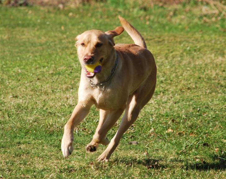 Blanding af racer Molly - Molly løber rundt i haven ved min bedste veninde, Stine som har blandingshunden Pax :b (24. april 2010) billede 7