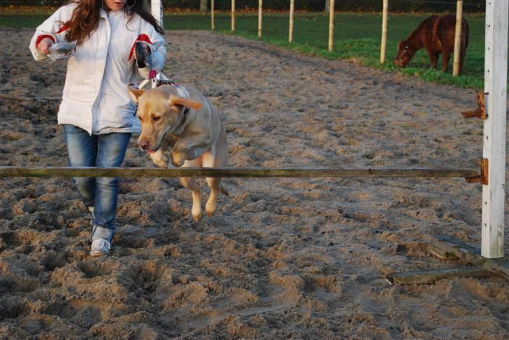 Blanding af racer Molly - Molly springer d. 8/11 - 08 :D billede 8