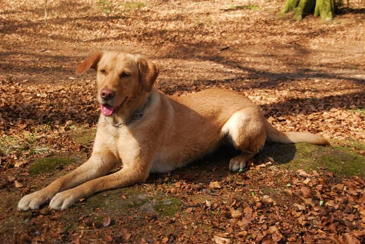 Blanding af racer Molly - Min elskede Molly i hundeskoven 24/4 - 10 billede 9