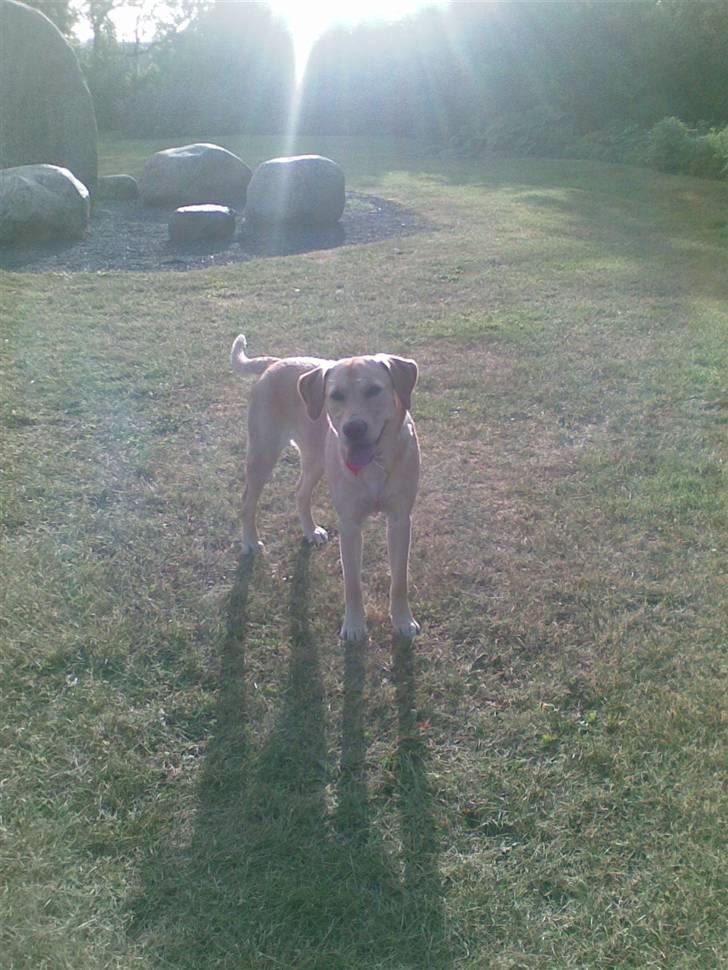 Blanding af racer Molly - Det her billede synes jeg helt specielt om. Det er taget med mobiltelefon billede 10