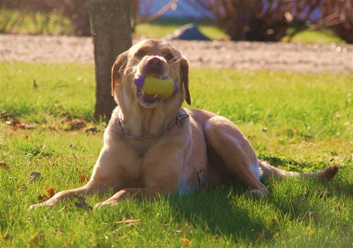 Blanding af racer Molly - Smukke Molly har lånt Paxs legetøj d. 24/4-10 billede 11