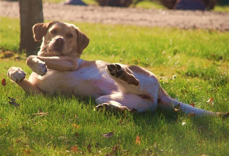 Blanding af racer Molly - Tit tit, siger Molly :b I Stines have d. 24/4 - 10 billede 12