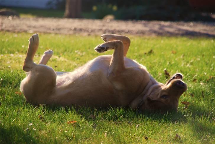 Blanding af racer Molly - Molly ruller sig i Stines have d. 24/4 - 10 billede 14