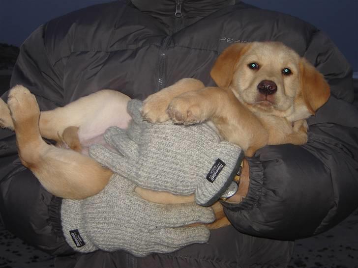 Blanding af racer Molly - Der er bare ikke noget bedre end at blive båret af far ;D Vinterferie i Klegod, 2006 billede 15