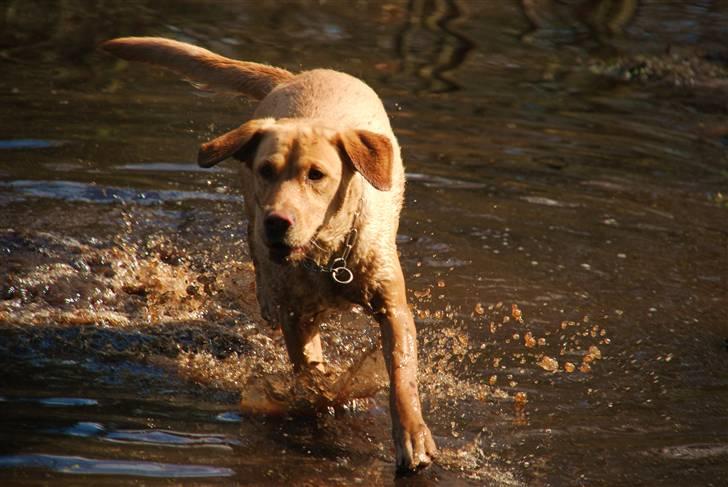 Blanding af racer Molly - Molly i søen i hundeskoven, d. 24/4-10 billede 16