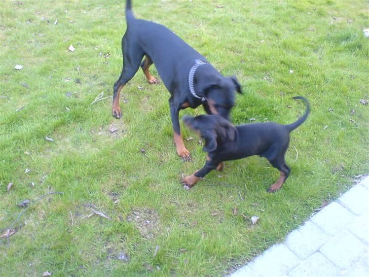 Dobermann Zargo - Hi hi - det er sjovt at lege med søster Nikita.. billede 13