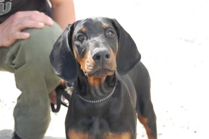 Dobermann Zargo - Hvad laver du??? billede 14