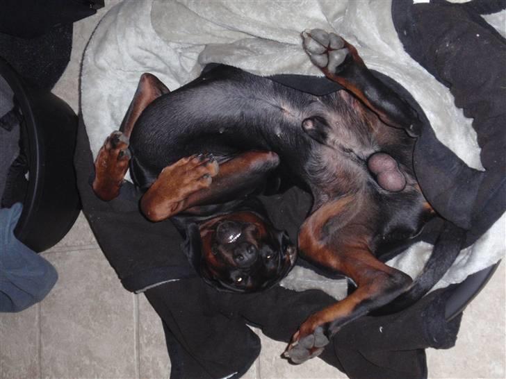 Dobermann Zargo - Jeg kan godt li´ at træne med min far.. billede 15