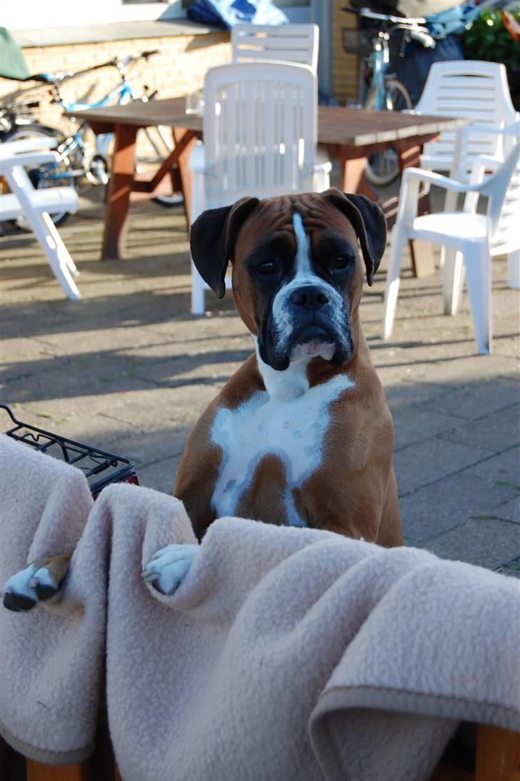 Boxer Nala - 18. Hvem er det ? Skal jeg gø ..... ? Hmm billede 18