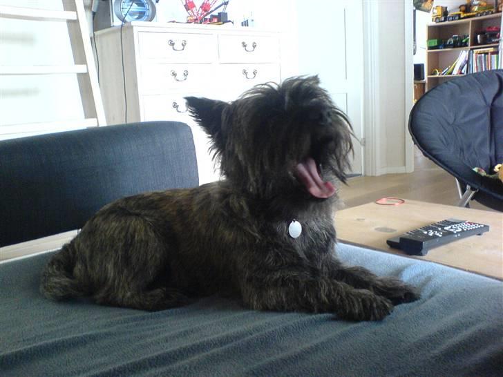 Cairn terrier Zeus - uhaa. jeg er trææt.. billede 11