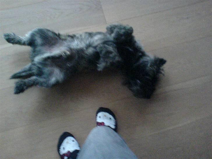 Cairn terrier Zeus - HEEY..! klø mig li på maven!!:) billede 12