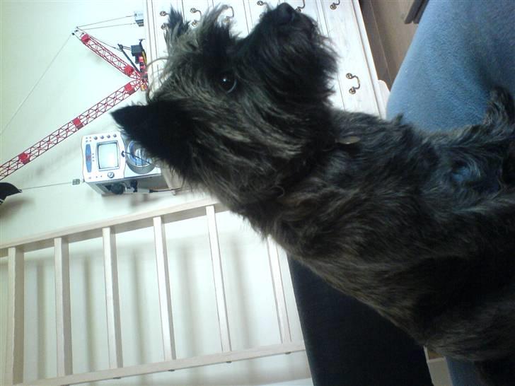 Cairn terrier Zeus - er jeg ikk yndig):D<3 billede 13