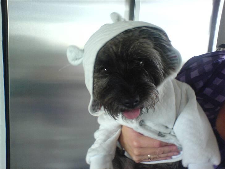 Cairn terrier Zeus - øhh?? ..hejSa:D billede 14