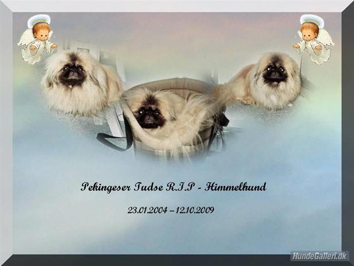 Pekingeser Tudse R.I.P - Himmelhund - Mindebillede af Tudse.  billede 1
