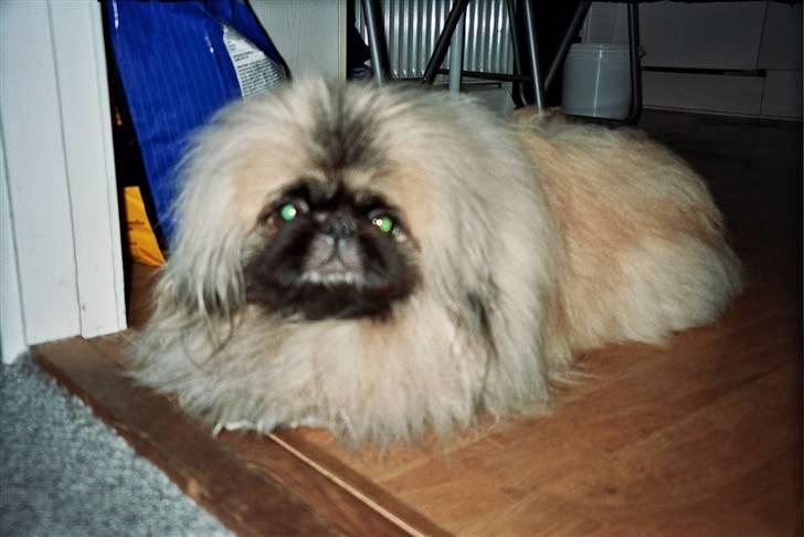 Pekingeser Tudse R.I.P - Himmelhund - Tudse er min 4 Pekingeser jeg har. billede 2