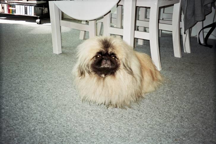 Pekingeser Tudse R.I.P - Himmelhund - Monomah Owen Blowball Touch-Me-Not. Tudse billede 3
