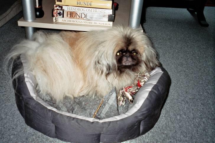 Pekingeser Tudse R.I.P - Himmelhund - Jeg troer at kurven er for lille mor. billede 4