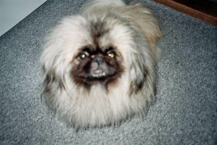 Pekingeser Tudse R.I.P - Himmelhund - Øv nu tager hun billeder igen billede 5
