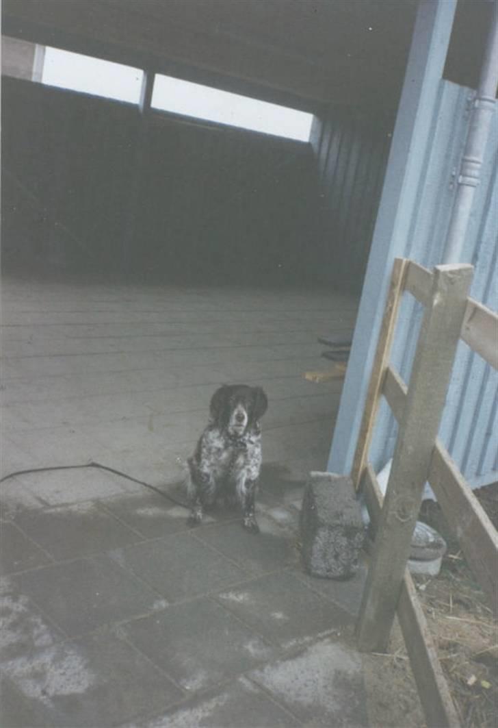 Kleiner münsterländer Linca(DØD) - Her sidder hun på byggelegepladsen mellem Rydevænge og Fjældvænget i Hasle billede 6