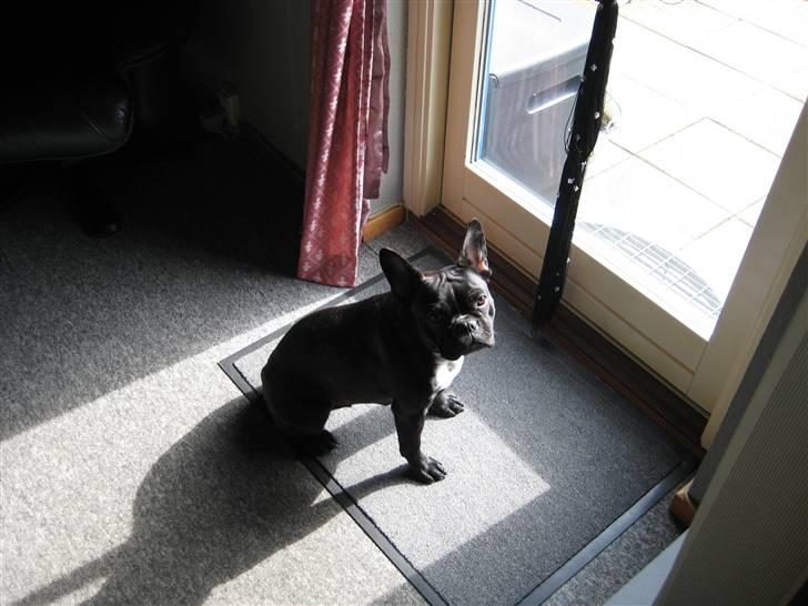 Fransk bulldog Freja billede 5