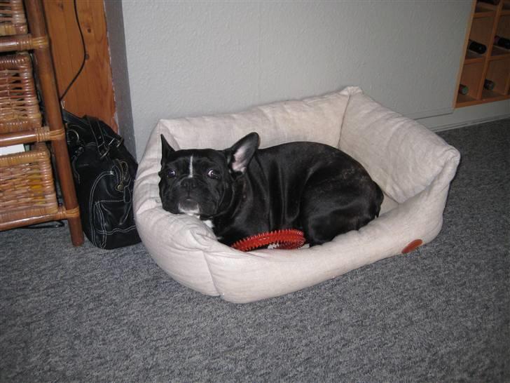 Fransk bulldog Freja billede 6