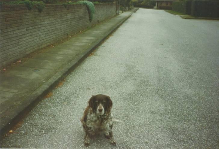 Kleiner münsterländer Linca(DØD) - Her sidder hun nedenfor vores hus det med stenmur billede 7