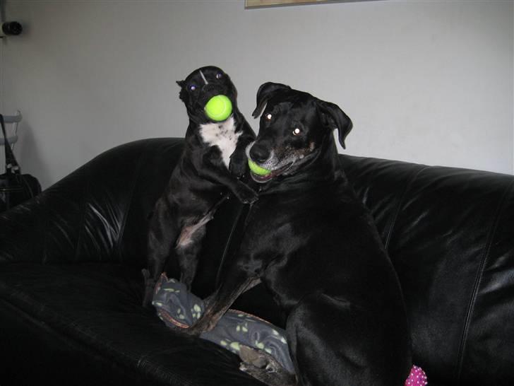 Fransk bulldog Freja - En af mine bedste venner billede 7