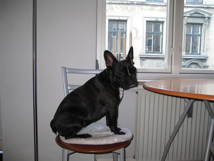 Fransk bulldog Freja billede 8