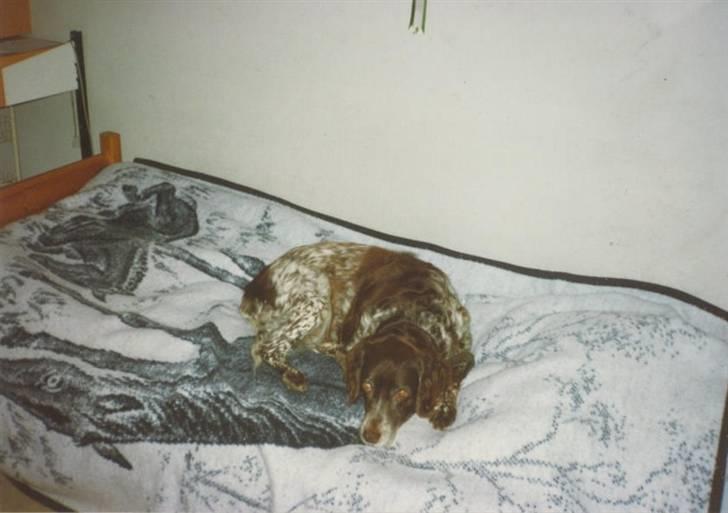 Kleiner münsterländer Linca(DØD) - Her sover hun i min seng billede 8