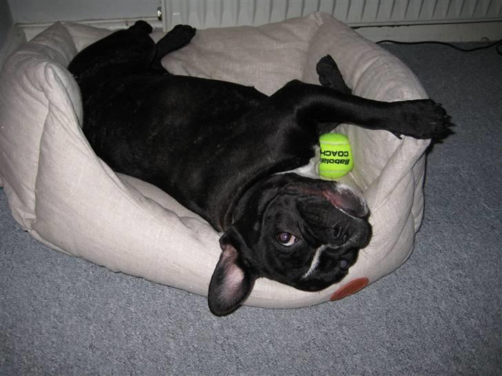 Fransk bulldog Freja billede 9