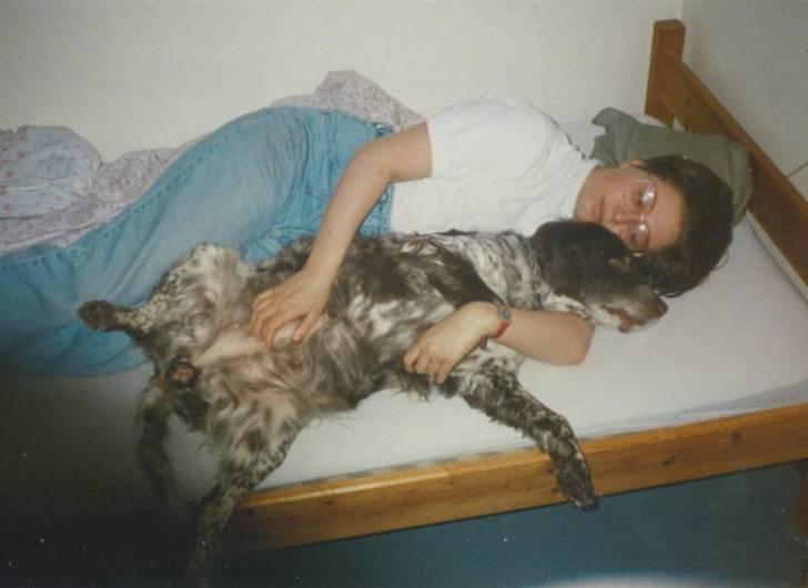 Kleiner münsterländer Linca(DØD) - Her ligger vi og snuer den mig og Linca billede 9