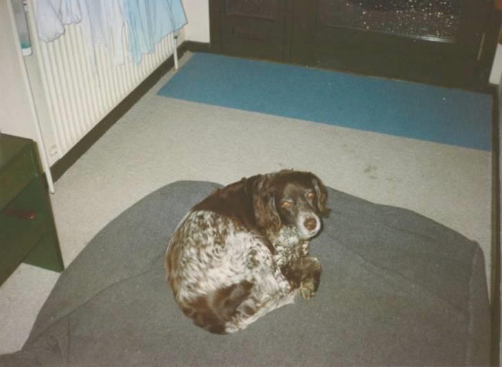 Kleiner münsterländer Linca(DØD) - Her ligger hun i gangen mellem køkken/badeværelse/stue billede 10