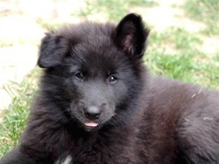 Groenendael Lia - Lia 8-9 uger gammel billede 1