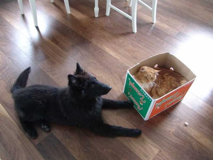 Groenendael Lia - Lia deler hjem med 2 indekatte og 5 udekatte. Her er det Lia og Maine Coon, Murphy. billede 2