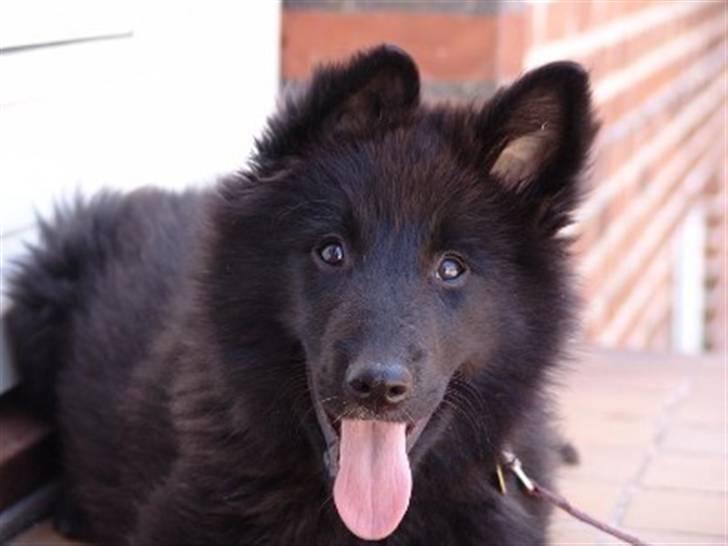 Groenendael Lia - Fjollehoved billede 3