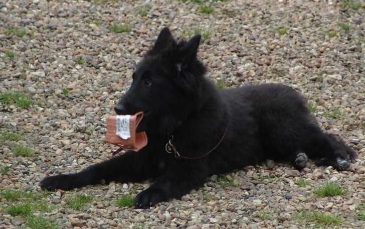Groenendael Lia - Lia ca. 3 mdr. gammel med noget af det bedste man kan få fat i: plastikblomsterpotte! billede 4