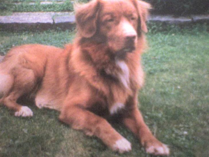 Nova scotia duck tolling retriever Silas <'3 - velkommen til silas profil er ked med grafiken billede 1