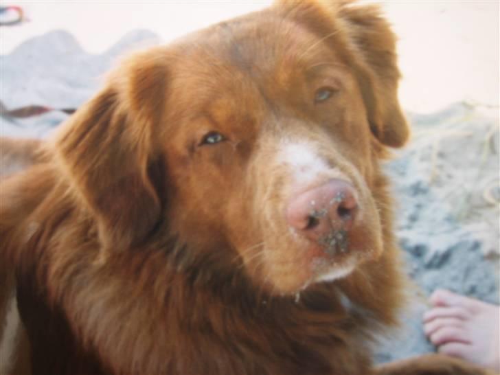 Nova scotia duck tolling retriever Silas <'3 - på stranden skal have  flere billederne ind om lidt billede 2