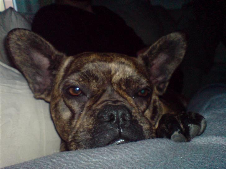 Fransk bulldog Tulle billede 13