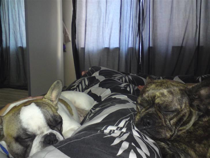 Fransk bulldog Tulle billede 14